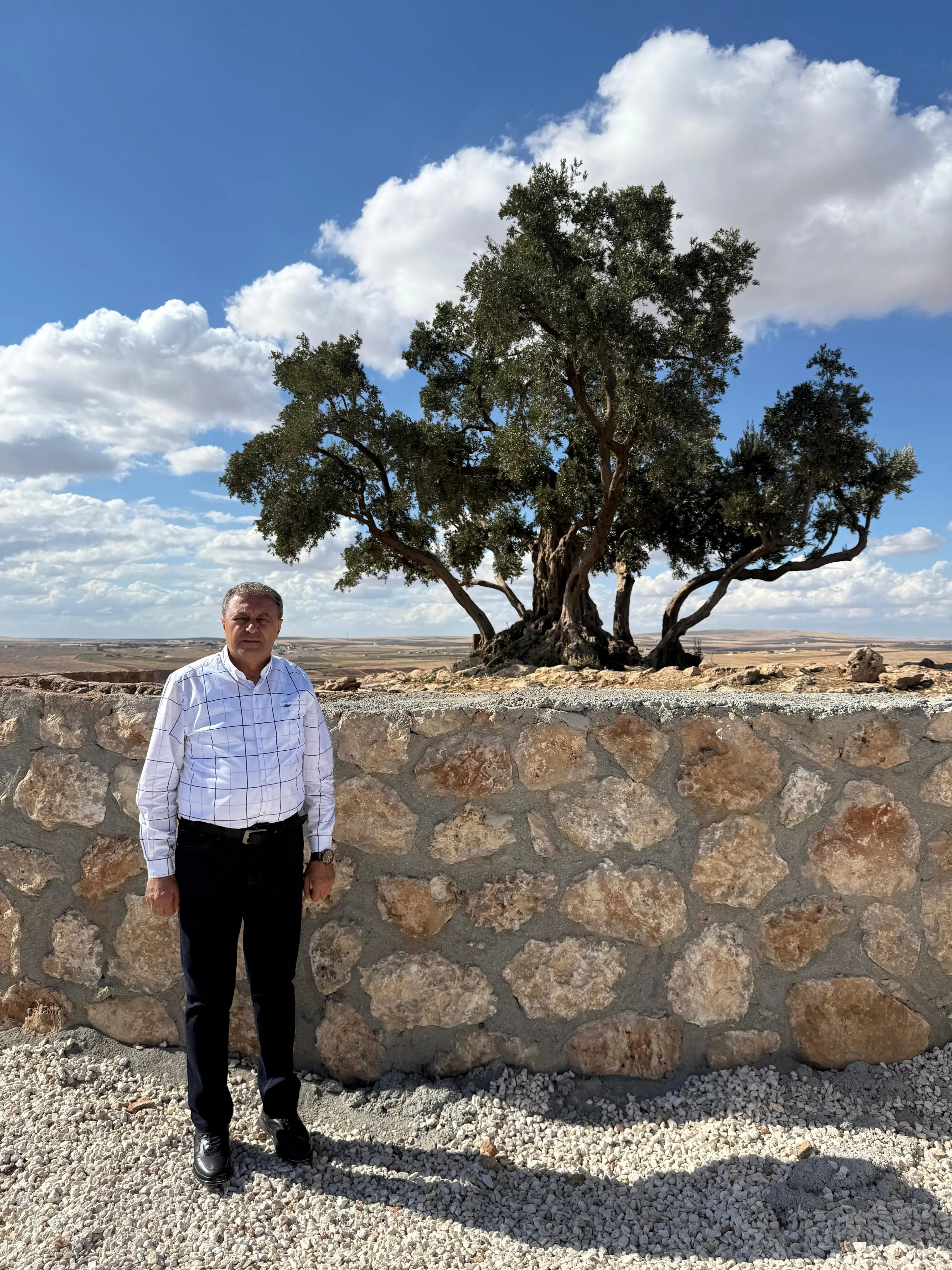 Şanlıurfa’da Asırlık Zeytin Ağacı İçin Yeni Adım! Ziyarete Açılacak